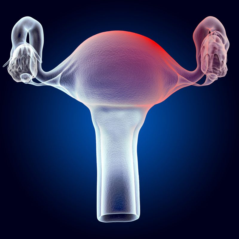 Uterus Structure